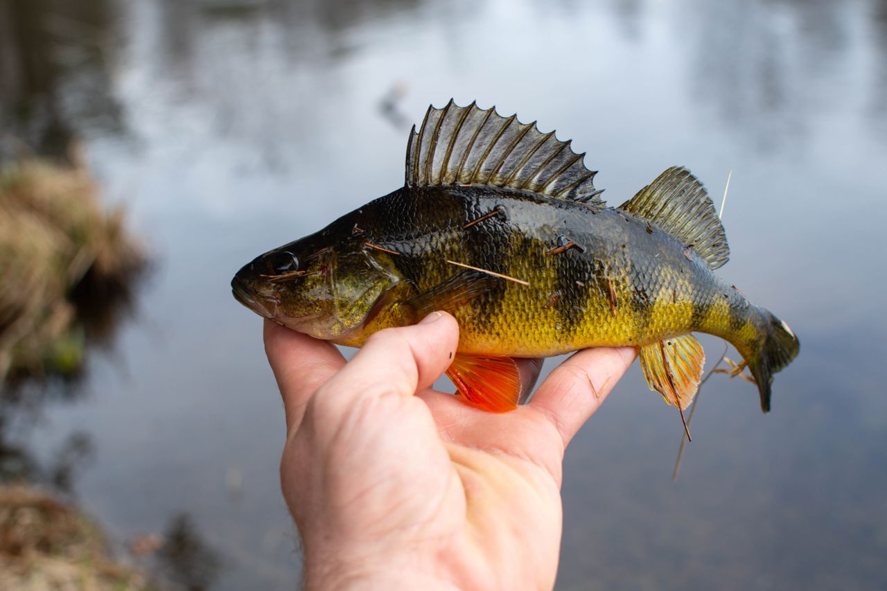 Close-up of a yellow perch being held by a hand near a pond, showcasing fishing catch details.